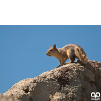 گونه سنجاب ایرانی Sciurus anomalus